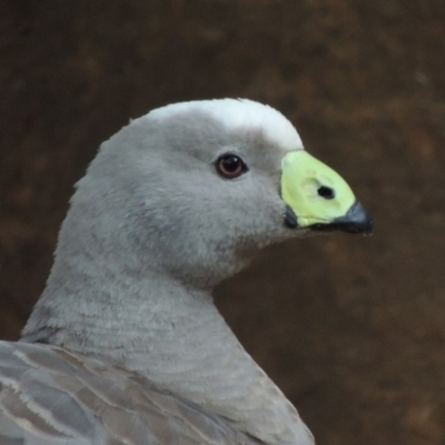 Cereopsis novaehollandiae (Cape Barren Goose) at Molonglo Valley, ACT - 3 Jun 2015 by MichaelBedingfield