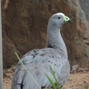 Cereopsis novaehollandiae at Molonglo Valley, ACT - 3 Jun 2015