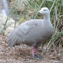 Cereopsis novaehollandiae at Molonglo Valley, ACT - 3 Jun 2015