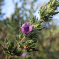 Prostanthera ? cryptandroides at Brindabella National Park - 4 Jun 2015 by lyndsey