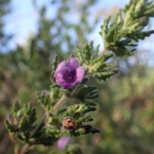 Prostanthera ? cryptandroides at Uriarra, NSW - 4 Jun 2015