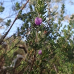 Prostanthera ? cryptandroides at Uriarra, NSW - 4 Jun 2015