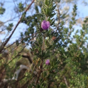 Prostanthera ? cryptandroides at Uriarra, NSW - 4 Jun 2015 10:39 AM