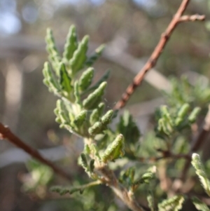 Prostanthera ? cryptandroides at Uriarra, NSW - 4 Jun 2015