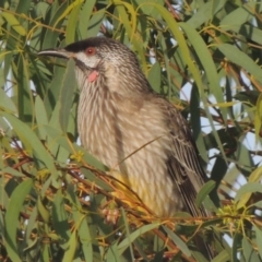 Anthochaera carunculata (Red Wattlebird) at Pollinator-friendly garden Conder - 8 Apr 2014 by michaelb