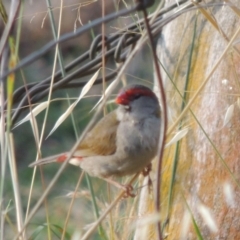 Neochmia temporalis (Red-browed Finch) at Paddys River, ACT - 28 Dec 2014 by MichaelBedingfield