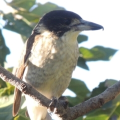 Cracticus torquatus (Grey Butcherbird) at Conder, ACT - 26 Mar 2015 by michaelb