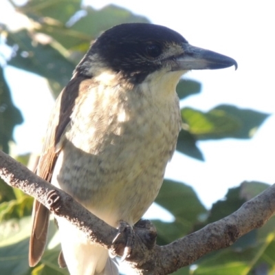 Cracticus torquatus (Grey Butcherbird) at Conder, ACT - 26 Mar 2015 by MichaelBedingfield