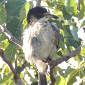 Cracticus torquatus at Conder, ACT - 26 Mar 2015 06:08 PM