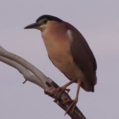 Nycticorax caledonicus (Nankeen Night-Heron) at Bonython, ACT - 26 May 2015 by michaelb