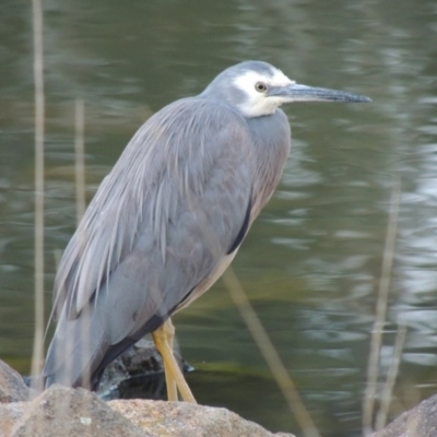 Egretta novaehollandiae (White-faced Heron) at Bonython, ACT - 28 May 2015 by MichaelBedingfield