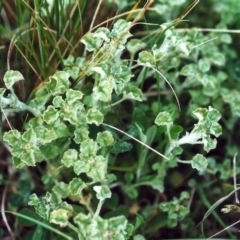 Stuartina muelleri (Spoon Cudweed) at Belconnen, ACT - 12 Oct 2010 by MichaelBedingfield