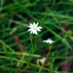 Stellaria angustifolia (Swamp Starwort) at Rob Roy Range - 13 Jan 2001 by michaelb