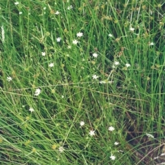 Stellaria angustifolia at Tuggeranong DC, ACT - 14 Jan 2001