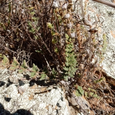 Cheilanthes distans (Bristly Cloak Fern) at Dunlop, ACT - 12 Jun 2015 by Rosie