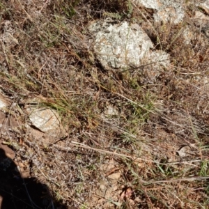 Cheilanthes distans at Dunlop, ACT - 12 Jun 2015