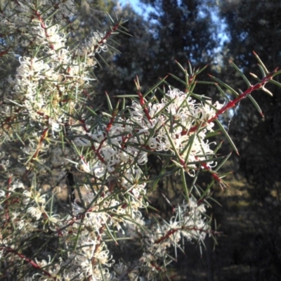 Hakea decurrens subsp. decurrens (Bushy Needlewood) at Campbell, ACT - 13 Oct 2018 by SilkeSma