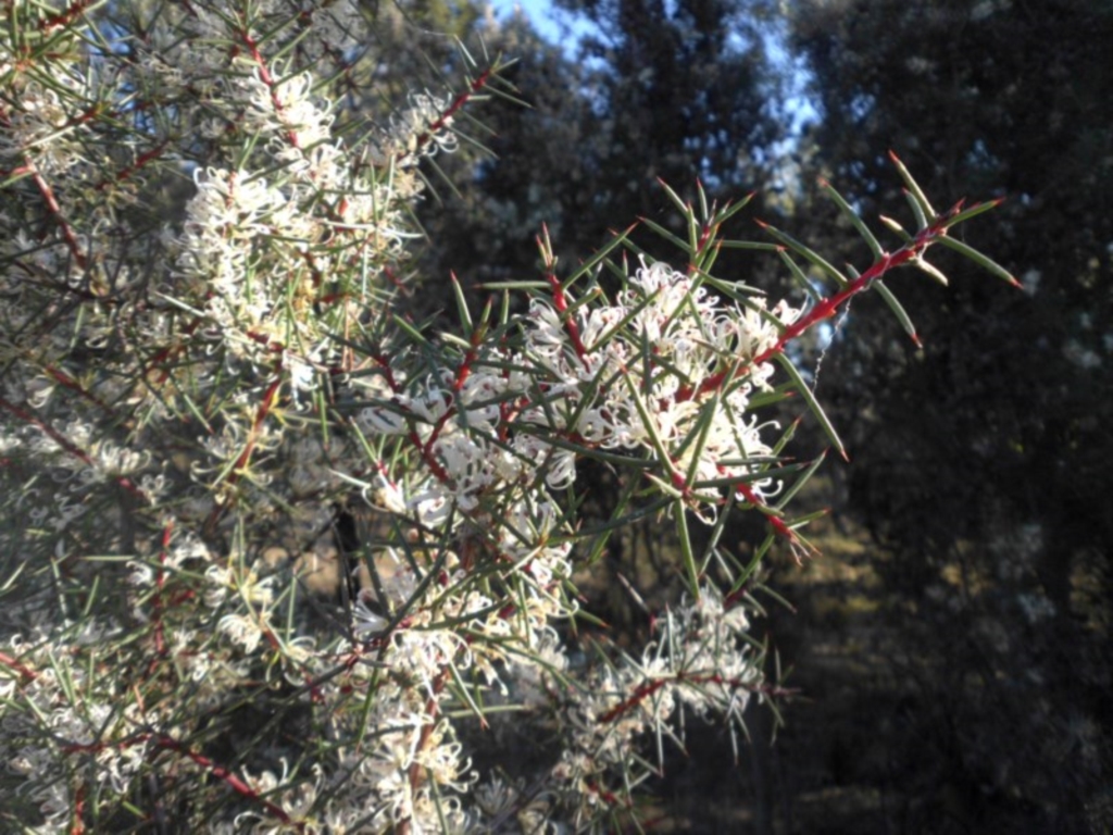 Hakea decurrens subsp. decurrens at Campbell, ACT - 13 Oct 2018