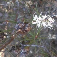Hakea decurrens subsp. decurrens at Campbell, ACT - 13 Oct 2018