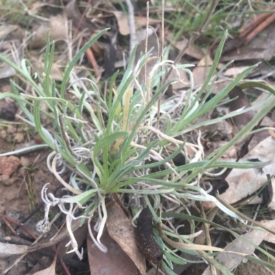 Leucochrysum albicans subsp. albicans (Hoary Sunray) at Majura, ACT - 13 Jun 2015 by AaronClausen