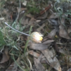 Leucochrysum albicans subsp. albicans at Majura, ACT - 13 Jun 2015 04:26 PM