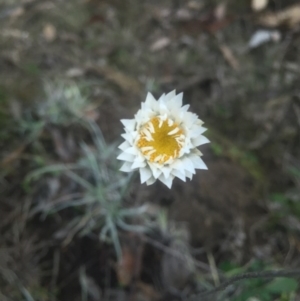 Leucochrysum albicans subsp. tricolor at Majura, ACT - 13 Jun 2015