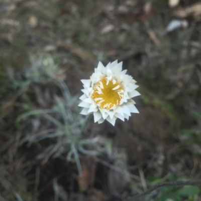 Leucochrysum albicans subsp. tricolor (Hoary Sunray) at Mount Majura - 13 Jun 2015 by AaronClausen