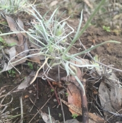 Leucochrysum albicans subsp. tricolor at Majura, ACT - 13 Jun 2015 04:28 PM