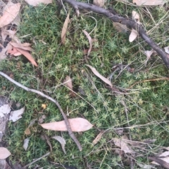 Astroloma humifusum (Cranberry Heath) at Mount Majura - 13 Jun 2015 by AaronClausen