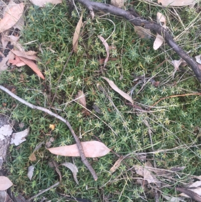 Astroloma humifusum (Cranberry Heath) at Mount Majura - 13 Jun 2015 by AaronClausen