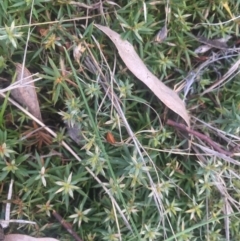 Styphelia humifusum at Majura, ACT - 13 Jun 2015