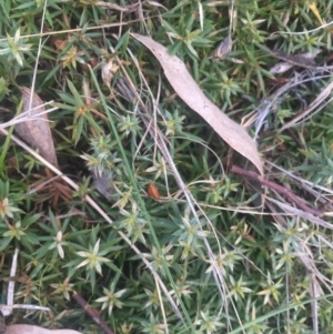 Styphelia humifusum at Majura, ACT - 13 Jun 2015