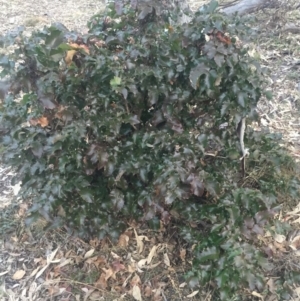 Berberis aquifolium at Majura, ACT - 13 Jun 2015