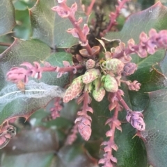 Berberis aquifolium at Majura, ACT - 13 Jun 2015