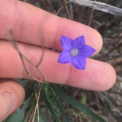 Wahlenbergia sp. (Bluebell) at Mount Majura - 13 Jun 2015 by AaronClausen