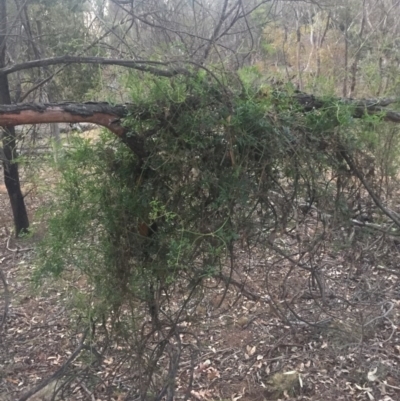 Clematis leptophylla (Small-leaf Clematis, Old Man's Beard) at Mount Majura - 13 Jun 2015 by AaronClausen