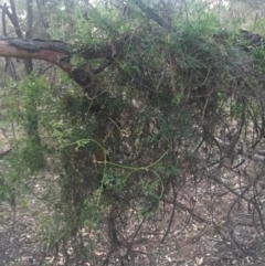 Clematis leptophylla at Majura, ACT - 13 Jun 2015