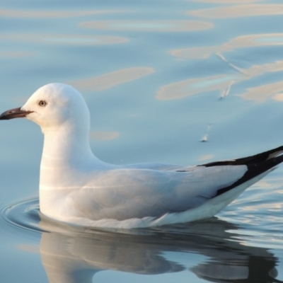 Chroicocephalus novaehollandiae (Silver Gull) at Lake Tuggeranong - 22 Aug 2014 by michaelb