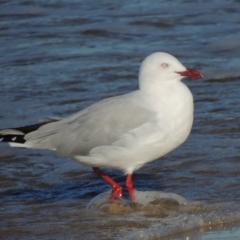 Chroicocephalus novaehollandiae (Silver Gull) at Batemans Marine Park - 3 Jun 2014 by MichaelBedingfield