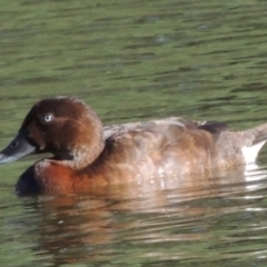 Aythya australis (Hardhead) at Paddys River, ACT - 25 Jan 2015 by michaelb