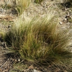 Nassella trichotoma (Serrated Tussock) at Isaacs Ridge and Nearby - 14 Jun 2015 by joshua_thomson