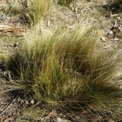 Nassella trichotoma (Serrated Tussock) at Isaacs, ACT - 14 Jun 2015 by joshua_thomson