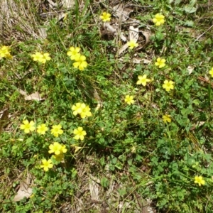 Oxalis perennans at Hall, ACT - 10 Mar 2012 11:14 AM