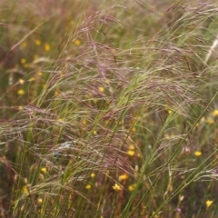 Austrostipa bigeniculata (Kneed Speargrass) at Conder, ACT - 25 Nov 1999 by michaelb