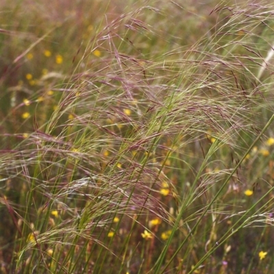 Austrostipa bigeniculata (Kneed Speargrass) at Conder, ACT - 26 Nov 1999 by MichaelBedingfield