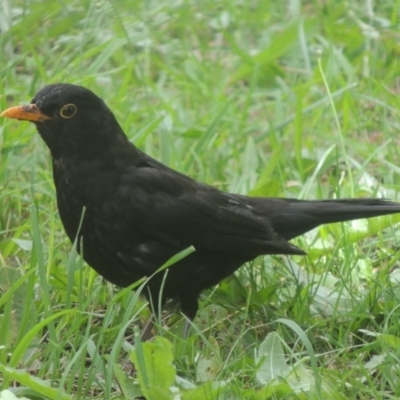 Turdus merula (Eurasian Blackbird) at Conder, ACT - 14 Jan 2015 by MichaelBedingfield