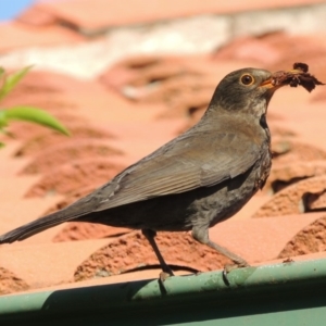 Turdus merula at Conder, ACT - 26 Sep 2014 10:26 AM