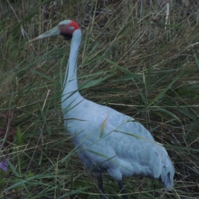 Grus rubicunda (Brolga) at Tidbinbilla Nature Reserve - 25 Jan 2015 by michaelb