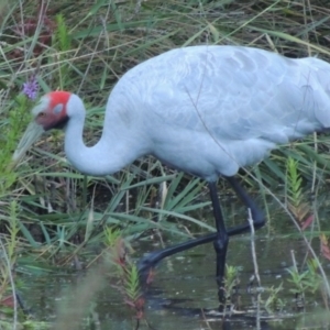 Grus rubicunda at Paddys River, ACT - 25 Jan 2015