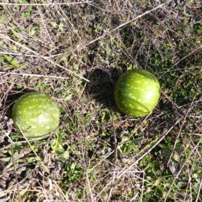 Citrullus amarus (Wild Melon, Camel Melon, Bitter Melon) at Isaacs, ACT - 14 Jun 2015 by Mike